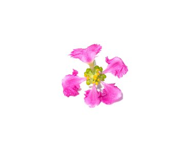 Beyaz arka planda Acerola kirazı, Barbados kirazı ya da Batı Hindistan kiraz çiçeğini kapatın. (Bilimsel adı Prunus avium)