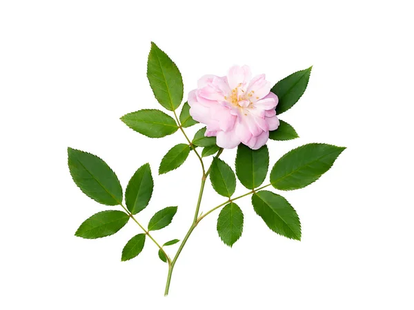 Feche Pink Rose Flor Com Folha Fundo Branco Com Caminho — Fotografia de Stock