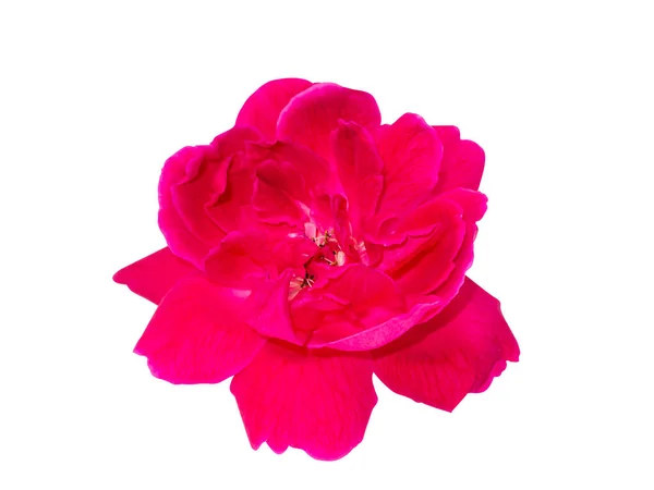 Sluiten Red Rose Bloem Witte Achtergrond Met Clipping Pad Wetenschappelijke — Stockfoto