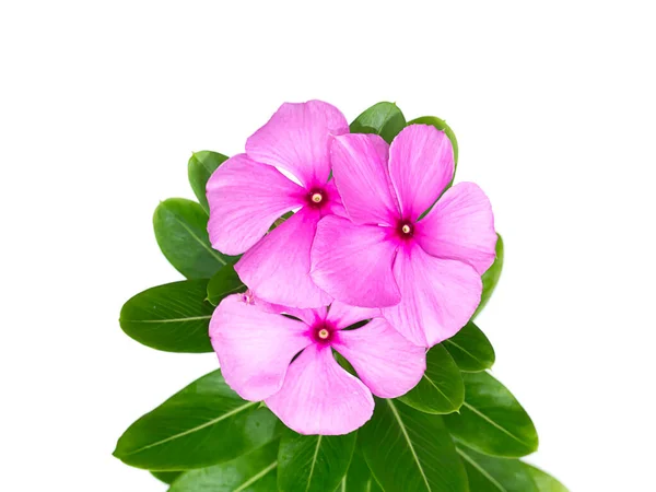 Close Cape Periwinkle Bringht Eye Indian Periwinkle Madagascar Periwinkle Flower — Stock Photo, Image
