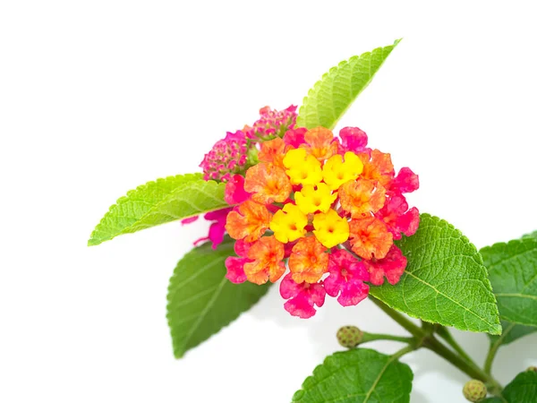 白を基調としたランタナの花にミックスカラーを閉じます 学名Lantana Camara — ストック写真