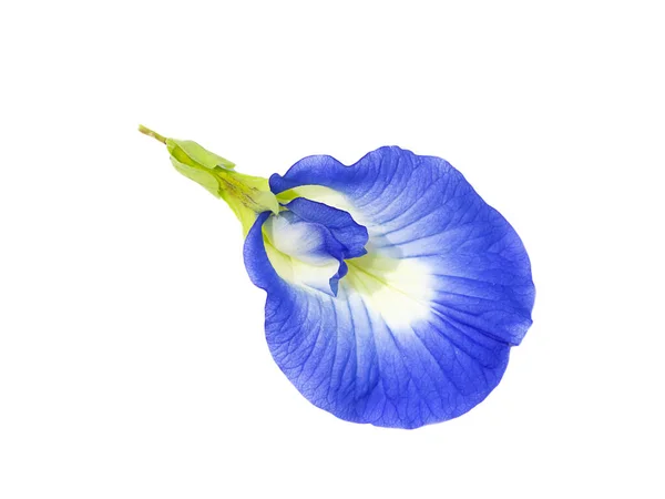 Close Blue Pea Butterfly Pea Flower Sobre Fondo Blanco Nombre — Foto de Stock