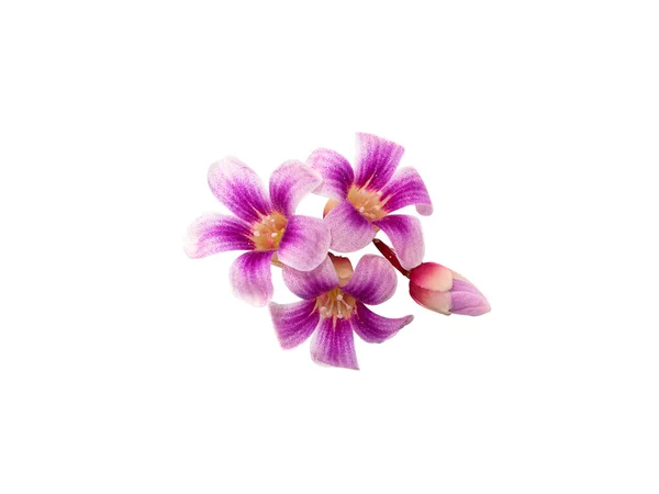 Κοντινό Πλάνο Αστέρι Λουλούδι Φρούτων Λευκό Φόντο Μονοπάτι Ψαλίδισμα Επιστημονική — Φωτογραφία Αρχείου