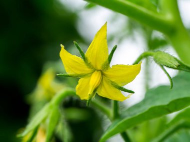 Bulanık arkaplan domates çiçeğini kapat.
