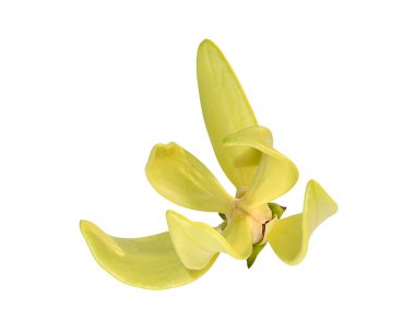 Clinbing llang-llang çiçeklerini beyaz arka planda kırpma yolu ile kapatın. (Bilimsel adı Artabotrys siamensis)