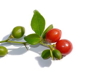 Myrtle kirecini, yapraklı limon meyvesini ve beyaz arka planda gölgeyi kapat. (Bilimsel adı Triphasia trifolia (Burm. F) P.Wilson.)