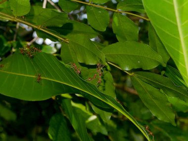 Kırmızı karıncalar yapraklarla yuva yapmak için birlikte çalışıyorlar..