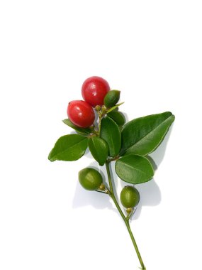 Myrtle kirecini, yapraklı limon meyvesini ve beyaz arka planda gölgeyi kapat. (Bilimsel adı Triphasia trifolia (Burm. F) P.Wilson.)