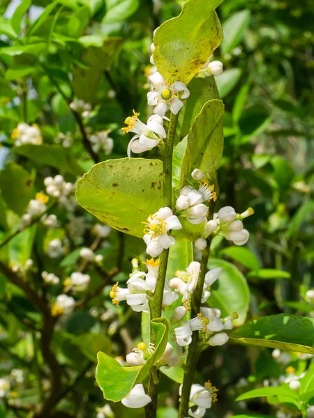 Zamknij Kwiat Limonki Gałęziach Rozmytym Tłem Plantacji Nazwa Naukowa Citrus — Zdjęcie stockowe
