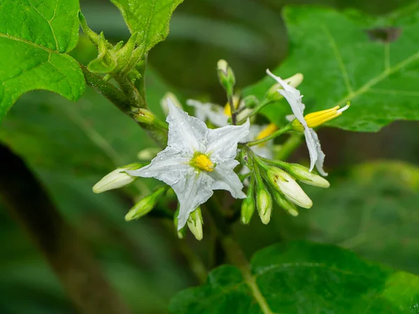 Feche Flor Baga Turquia Com Folha Borrão Nome Científico Solanum — Fotografia de Stock