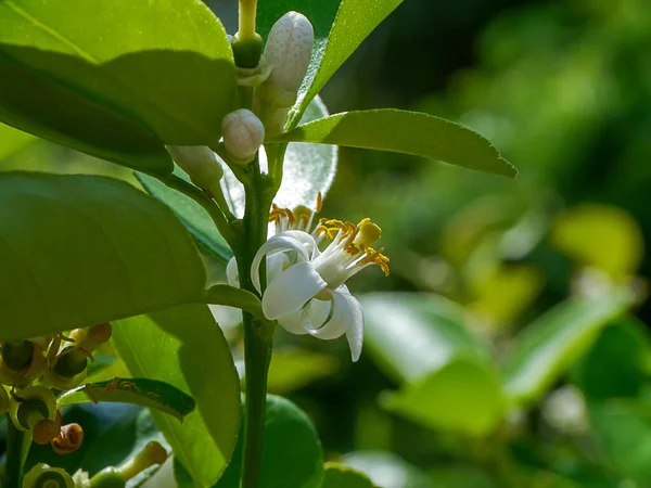 Закрыть Лимонный Цветок Ветвях Размытым Фоном Плантации Научное Название Citrus — стоковое фото