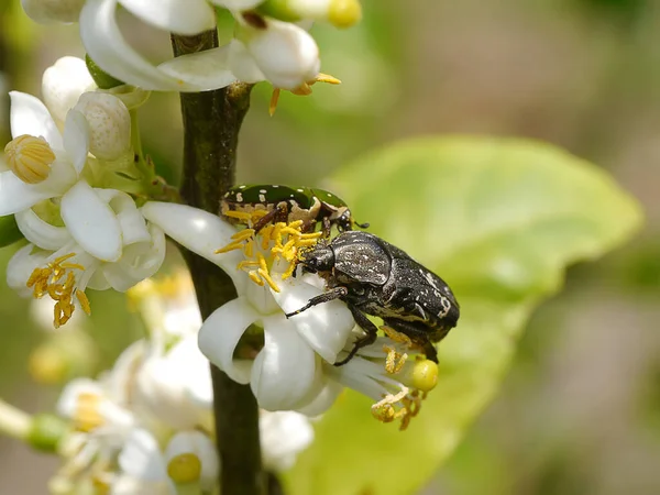 Close Bug Lime Flower Branches Blur Background Plantation Scientific Name — Stock Photo, Image