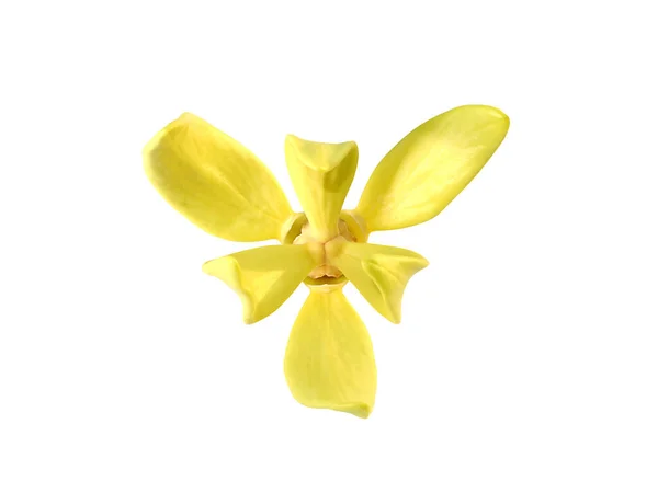 Lukk Clinbing Llang Llang Blomster Hvit Bakgrunn Med Klippebane Vitenskapelig – stockfoto