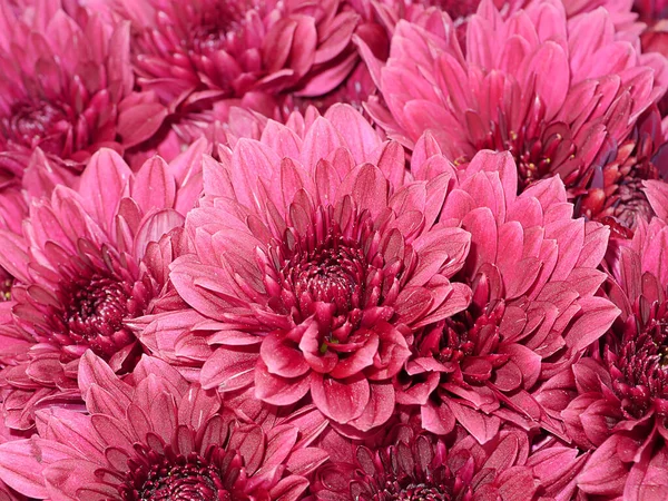 Κοντινό Πλάνο Βαθύ Ροζ Φόντο Λουλούδι Χρυσάνθεμο — Φωτογραφία Αρχείου