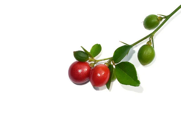 Κοντινό Πλάνο Myrtle Lime Limeberry Φρούτα Φύλλα Και Σκιά Λευκό — Φωτογραφία Αρχείου