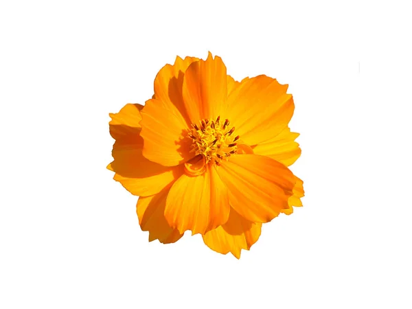 Fermer Fleur Cosmos Orange Sur Fond Blanc Nom Scientifique Cosmos — Photo
