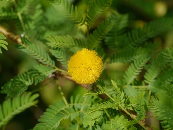 Zamknij Kwiat Sponge Tree Cassie Flower Sweet Acacia Rozmytym Tle — Zdjęcie stockowe