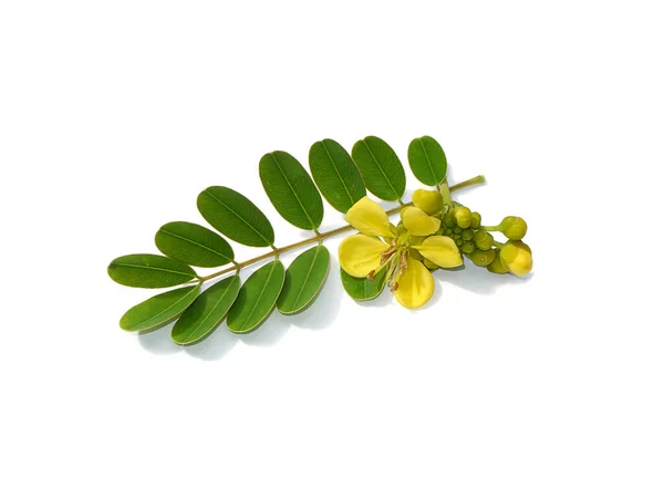 Close Leaves Flower Cassod Tree Thai Copper Pod White Background — Stock Photo, Image