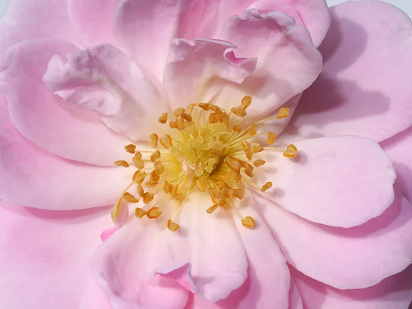 Feche Pólen Rosa Rosa Flor Nome Científico Rosa Damascena — Fotografia de Stock