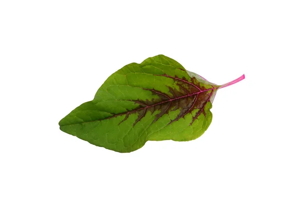 조셉의 코트와 시금치를 팔라는 배경에 떠난다 Scientific Name Amaranthus Tricolor — 스톡 사진