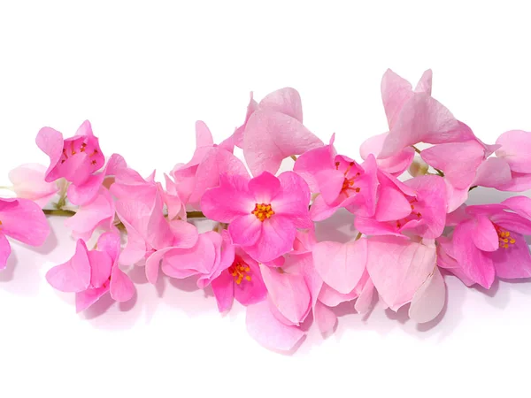 Close Maxican Creeper Flower White Background Scientific Name Antigonon Leptopus — Stock Photo, Image