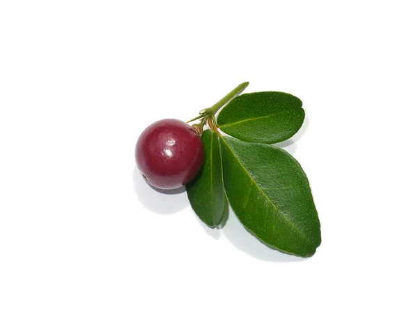 Close Myrtle Lime Limeberry Fruit Leaves White Background Scientific Name — Stock Photo, Image