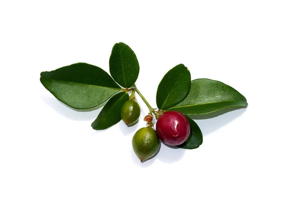 Κοντινό Πλάνο Myrtle Lime Limeberry Φρούτα Φύλλα Λευκό Φόντο Επιστημονική — Φωτογραφία Αρχείου