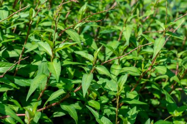 Vietnam kişniş bitkisinin yakınına. (Bilimsel adı Polygonum odoratum Lour)