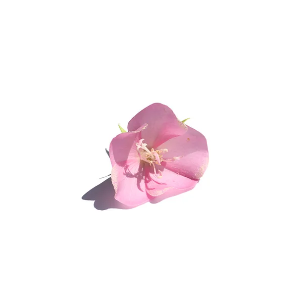 白い背景にピンクのボールDombeya花を閉じます 学名Dombeya Elegans Cordem — ストック写真