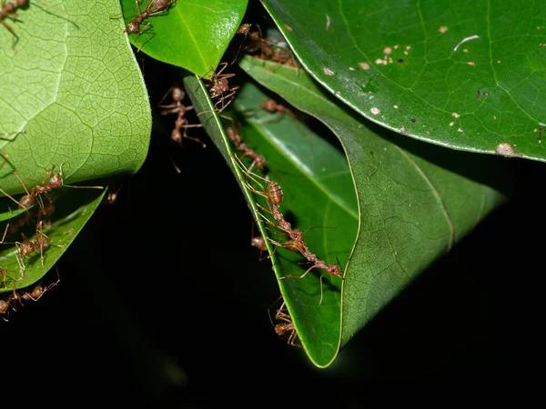 Красные Муравьи Работают Вместе Построить Среду Обитания Листьев Темным Фоном — стоковое фото