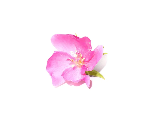 Fechar Pink Ball Flor Dombeya Fundo Branco Nome Científico Dombeya — Fotografia de Stock