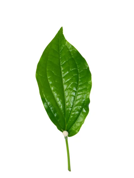 Feche Folha Wildbetal Leafbush Fundo Branco Com Caminho Recorte Nome — Fotografia de Stock