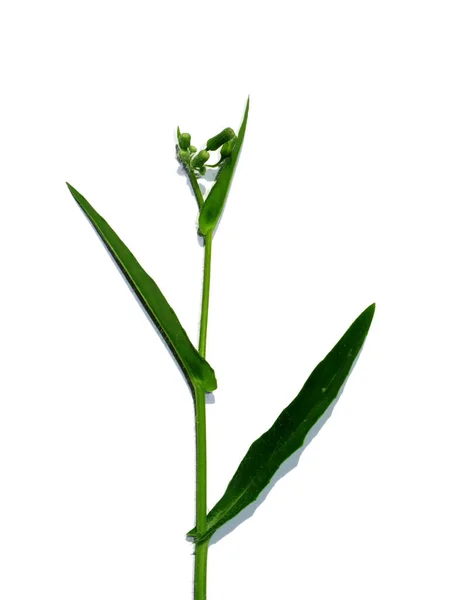关闭红草 巨大的芦苇 伟大的芦苇植物白色背景 科学名称Emilia Sonchifolia — 图库照片