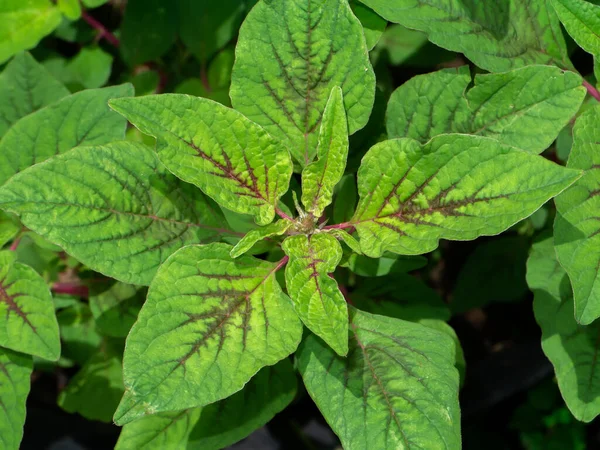 Close Top View Joseph Coat Chinese Spinach Tampala Leaves Scientific — Stock Photo, Image