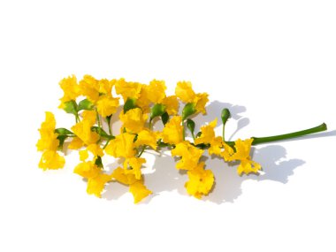 Burmese Rosewood 'u, Andaman Redwood' u, Amboyna Wood çiçeğini beyaz arka planda yumuşak gölgeyle kapatın. (Bilimsel adı Pterocarpus makrokarpus)