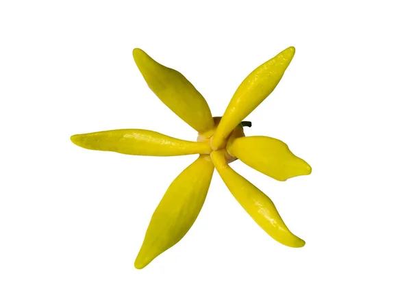 Close Clinbing Llang Llang Květ Bílém Pozadí Výstřižkem Cestu Vědecký — Stock fotografie
