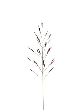 Beyaz arka planda yerel Chrysopogon aciculatus çiçeğini kapat.