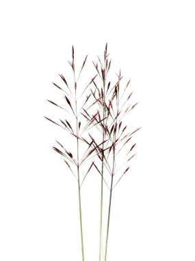 Beyaz arka planda yerel Chrysopogon aciculatus çiçeğini kapat.