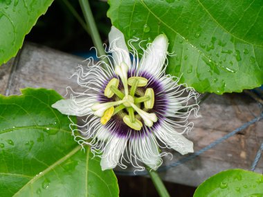 Jamaika bal emziği, Tutku meyvesi, sarı granadilla çiçeği. (Bilimsel adı Passiflora edulis)