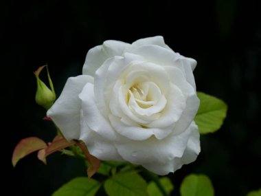 Koyu arkaplanda beyaz gülü kapat.