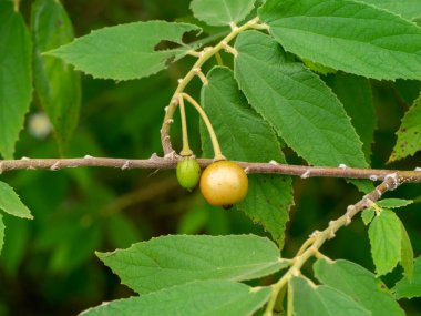 Jam Tree, Jamaika vişneli, Malayan Cherry, Batı Hint kirazlı yapraklı meyve. (Bilimsel adı Muntingia calabura)