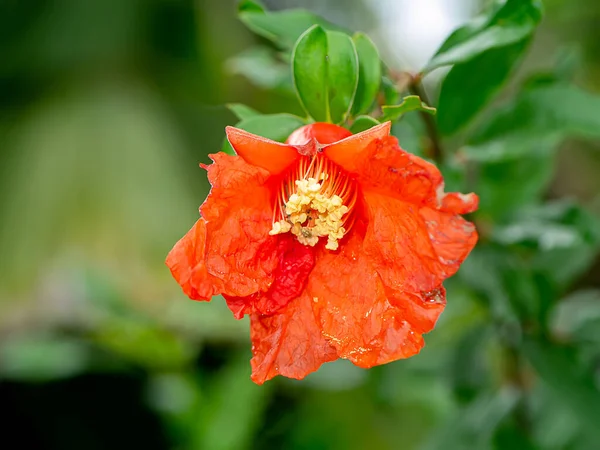 Nar, Punica elma çiçeği ve bulanık arkaplan. (Bilimsel adı Punica granatum)