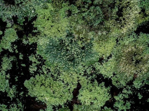 Imagen Macro Lichens Corteza Denominación Científica Carbacanthographis Candidata —  Fotos de Stock