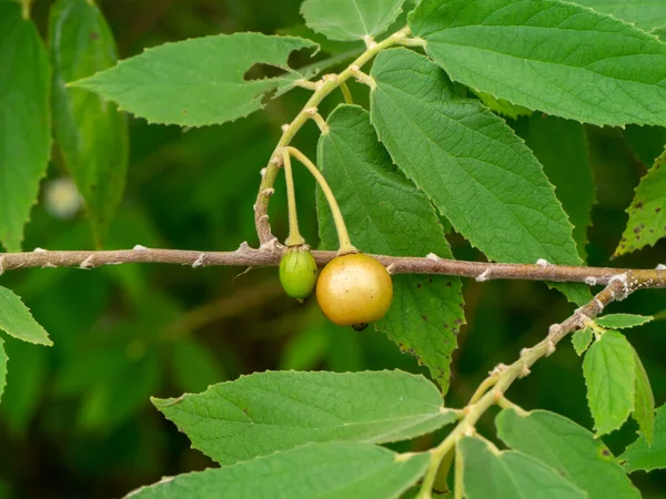 Jam Tree, Jamaika vişneli, Malayan Cherry, Batı Hint kirazlı yapraklı meyve. (Bilimsel adı Muntingia calabura)