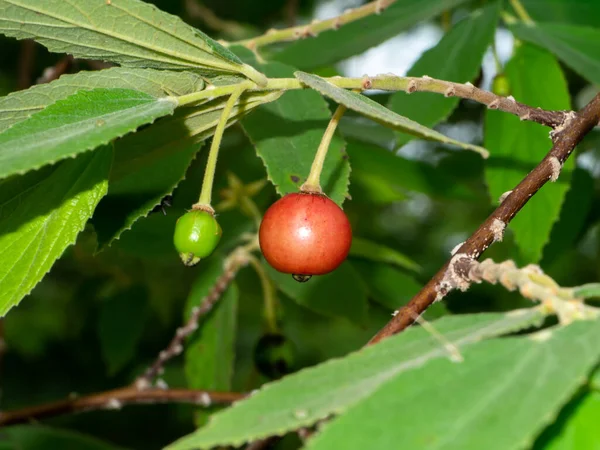 Close Fruit Jam Tree Jamaican Cherry Malayan Cherry West Indian — Stock Photo, Image