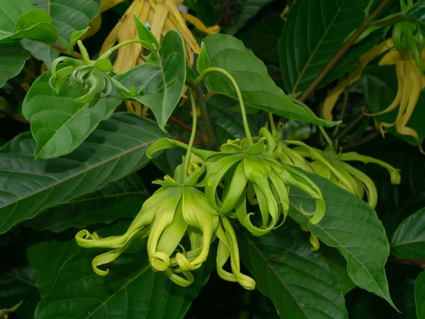 Close Dwarf Ylang Ylang Flower Scientific Name Cananga Odorata Var — Stock Photo, Image