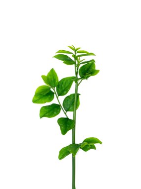 Beyaz arka planda Yıldız Bektaşi üzümü yapraklarını kapatın. Bilimsel adı Sauropus çift cinsiyetli.)