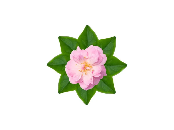 Närbild Rosa Rose Blomma Gröna Blad Med Vit Bakgrund Vetenskapligt — Stockfoto