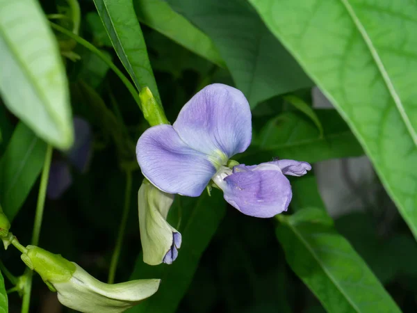 Close Winged Bean Flower Leaf Background Scientific Name Psophocarpus Tetragonolobus — ストック写真