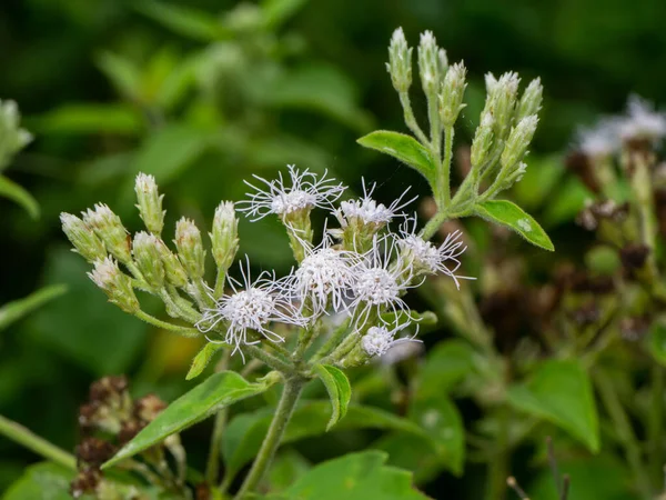 Feche Flor Branca Ervas Locais Para Nome Hemostasia Arbusto Amargo — Fotografia de Stock